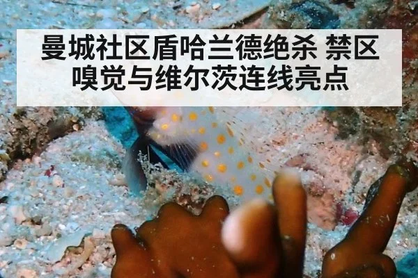 曼城社区盾哈兰德绝杀 禁区嗅觉与维尔茨连线亮点